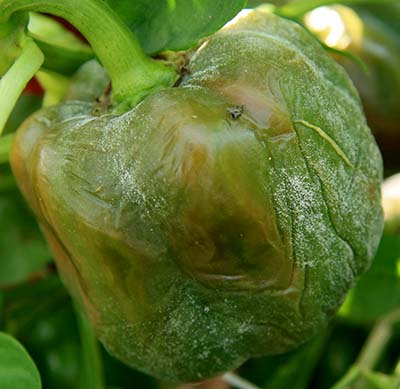 bell pepper spores