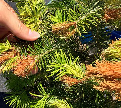 Late frost damage from May 8–9 frosts on Turkish fir