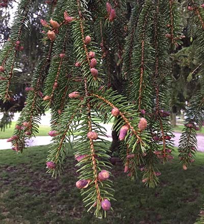 Pollen cones