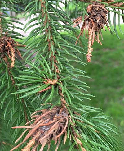 Galls formed by eastern gall adelgid