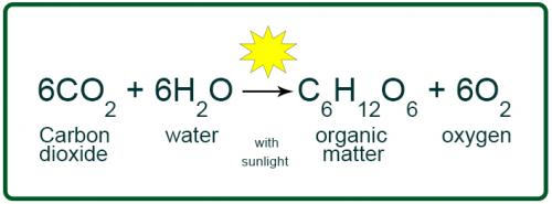 Photosynthesis equation