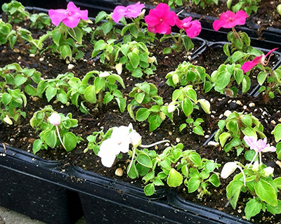 Leaf cupping and plant stunting on impatiens