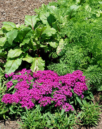 Vegetable garden