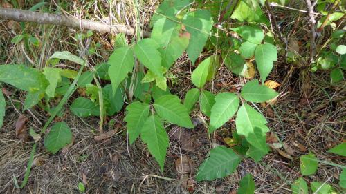 Poison ivy