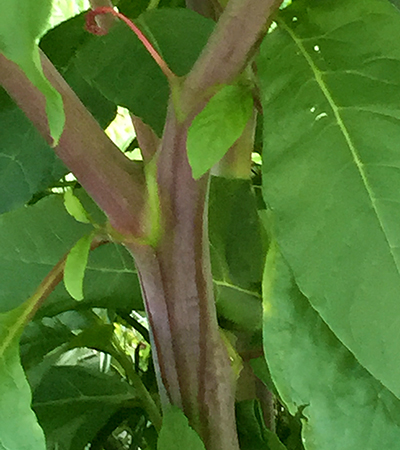 Pokeweed and giant ragweed: Common look-alikes to giant hogweed