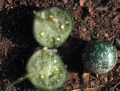 Potato fruit and seeds