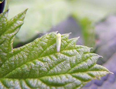 Potato leafhopper