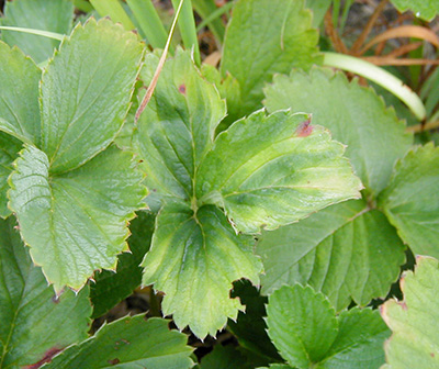 potato leafhopper on strawberry