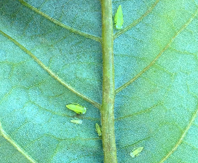 Potato leafhopper nymphs