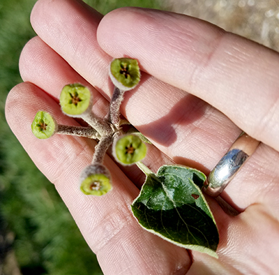 Parthenocarpic ‘Idared’ fruitlets 