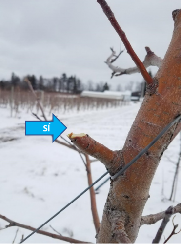 Pruning apple tree