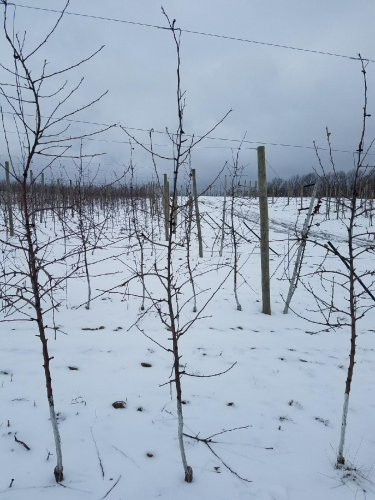 Pruning apple tree