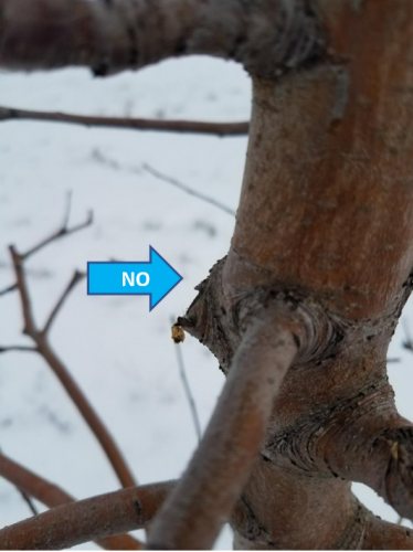 Pruning apple tree