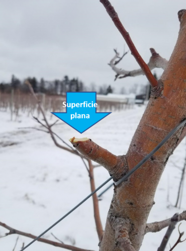 Pruning apple tree