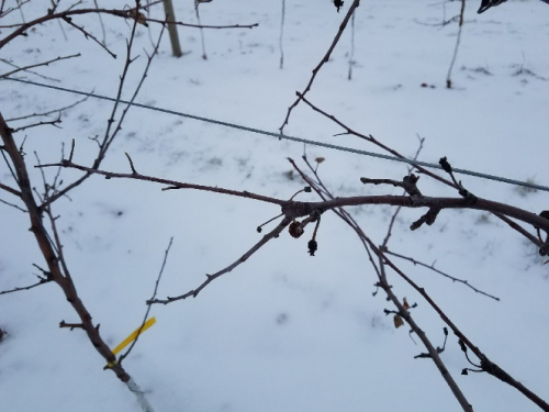 Pruning apple tree