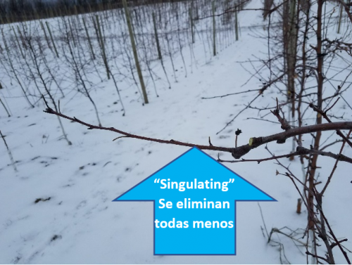 Pruning apple tree