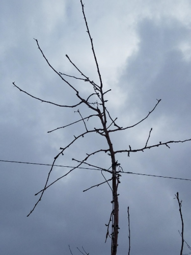 Pruning apple tree