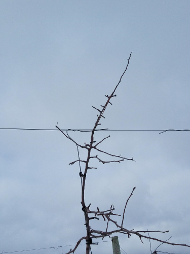 Pruning apple tree