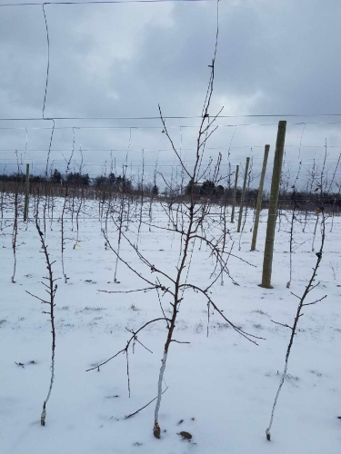 Pruning apple tree