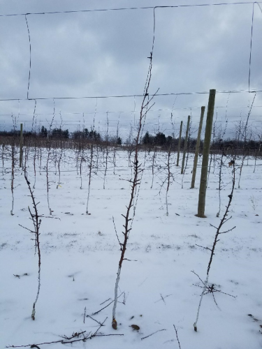 Pruning apple tree