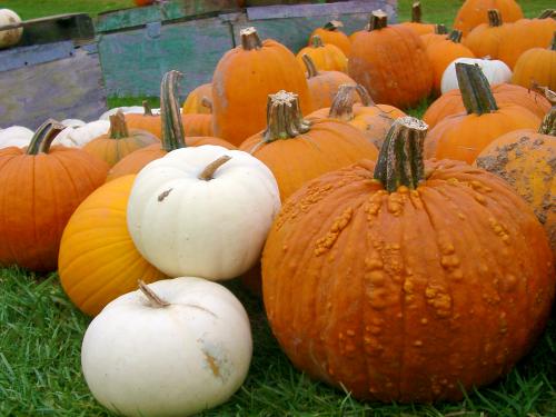 Pumpkins