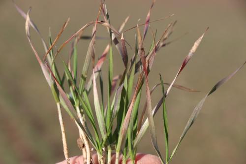 Purple wheat