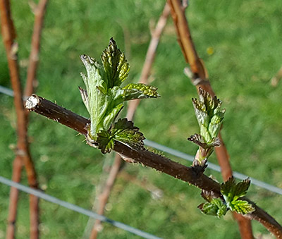 Raspberry leaves unfolding