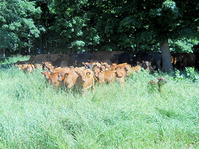 Red angus cows