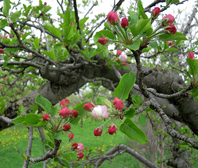 Red Delicious