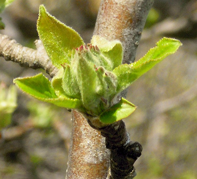 Red Delicious at tight cluster