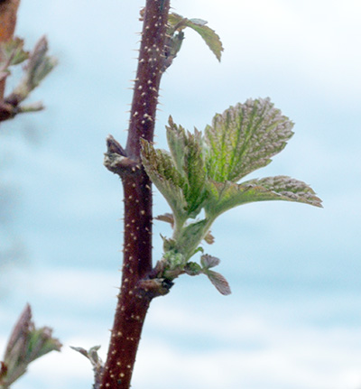 Red raspberry fruit cluster