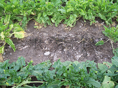 Rhizoctonia on sugarbeets