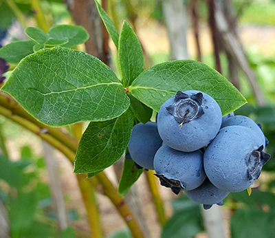 ripe blueberry cluster