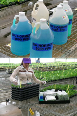 Liquid auxin-based rooting hormone