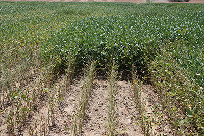 SDS variety resistance