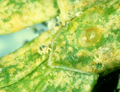 Spider mite feeding damage on needle