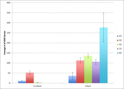 Graph of average number of SWD larvae observed in five replications of crushed and intact fruit