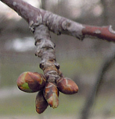 Sweet cherry buds at green tip