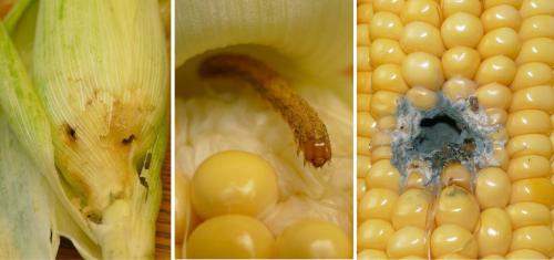 Pest damage to corn