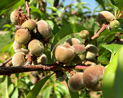 saturn peach cluster