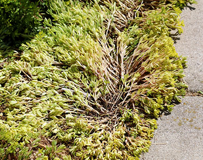 Sedum following a non-selective herbicide application