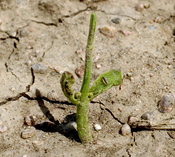 Seedcorn maggot plant leaf damage