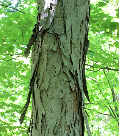 Shagbark hickory tree