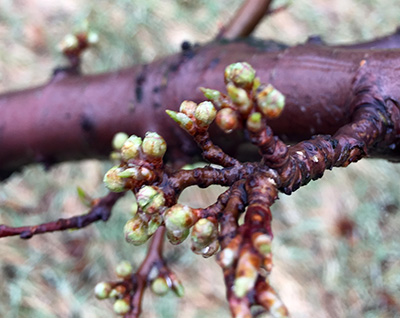 Shiro Japanese plum