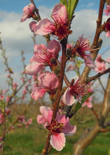 Showy peach blossom