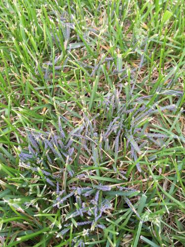 Gray-colored slime mold