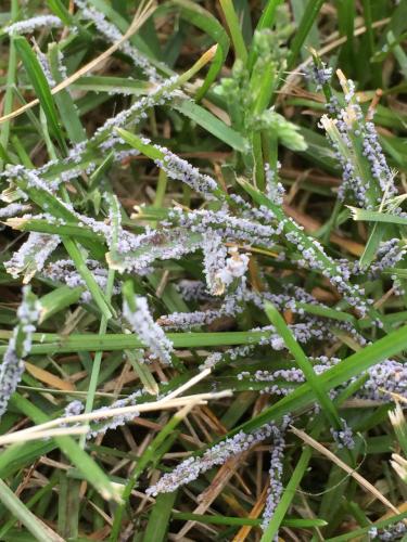 Slime mold spores