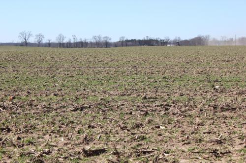 Cereal rye planted to field