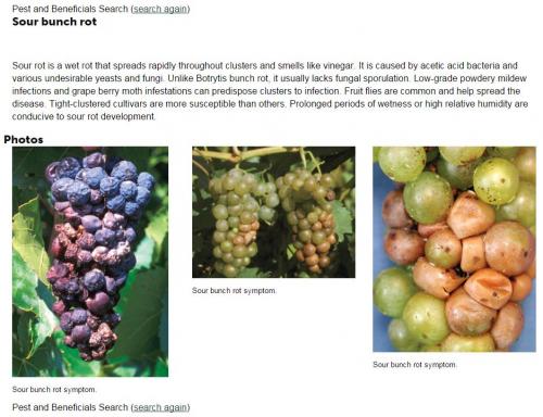 Sour bunch rot screenshot