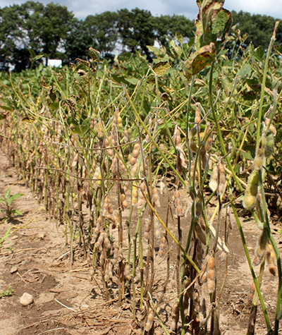 Soybean sudden death syndrome